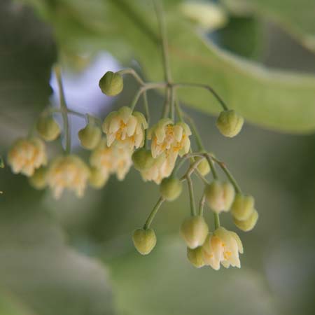 菩提樹B