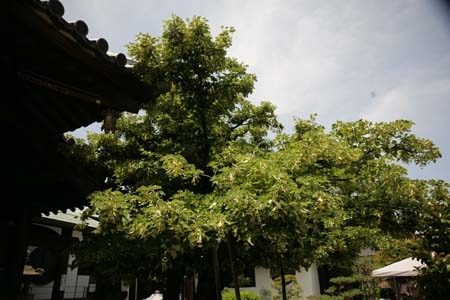 菩提樹A