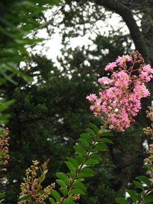 1408中町屋島寺にて（昨年撮影）