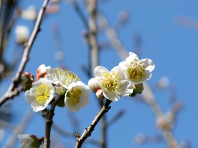 1702城戸病奪り薬師堂にて