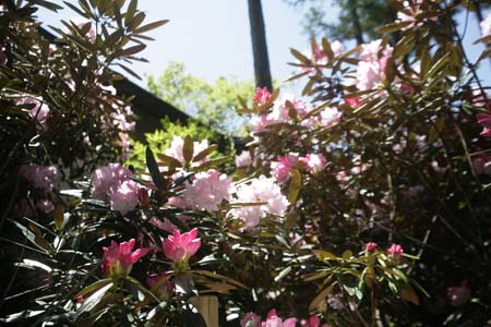 2505呑山観音天王院寺にて